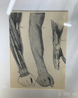 Victorian Anatomy Engraving – Antique Medical Print S