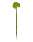 Vibrant Green Allium Stem for Interior Styling