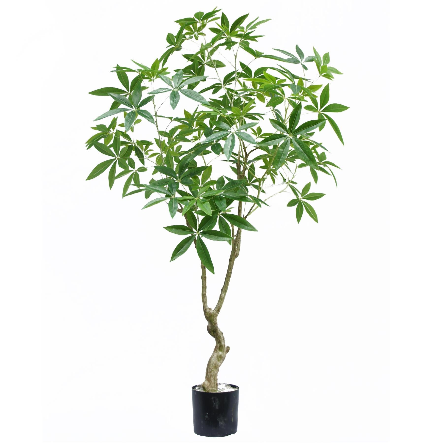 fake money tree plant 180cm Artificial Money Tree Pachira Plant – Brix + Bailey