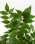 110cm Artificial Toona Sinensis Tree Evergreen-2