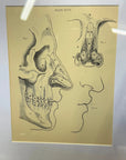 Victorian Anatomy Engraving – Antique Medical Print L
