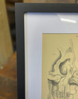 Victorian Anatomy Engraving – Antique Medical Print L