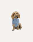 Blue Cashmere Plain Dog Jumper