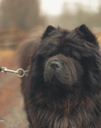 Send Some Floofy Love: Black Chow Chow 'Aloof Floof' Greeting Card