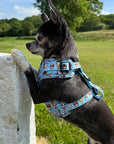 Blue Chihuahua Print Exclusive Small Dog Harness by My Chi and Me SALE