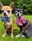Blue Chihuahua Print Exclusive Designer Bow Tie by My Chi and Me