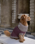 Burgundy Merino Lambswool Dog Jumper