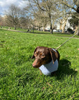 Blue Cashmere Plain Dog Jumper