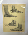 Victorian Anatomy Engraving – Antique Medical Print M