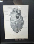 Framed Antique Anatomy Print 1920s Medical Book Plate Wall Art Picture T