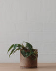 Handmade ceramic planter - Natural Earth