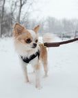 Rope Leash for Dogs (Standalone)