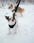 Rope Leash for Dogs (Standalone)