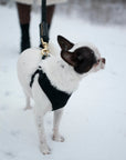 Rope Leash for Dogs (Standalone)