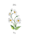 Daisy - April Birth Flower - Watercolour Fine Art Print