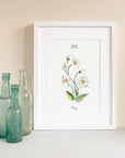 Daisy - April Birth Flower - Watercolour Fine Art Print
