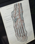 Framed Antique Anatomy Print 1920s Medical Book Plate Wall Art Picture J