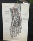 Framed Antique Anatomy Print 1920s Medical Book Plate Wall Art Picture I
