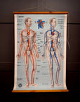 Vintage St John Ambulance Circulation Chart Soman-Wherry Norwich c.1950s