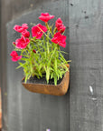 Vintage Rusty Metal Wall Mounted Planter / Herb Planter / Plant Pot / Key Holder