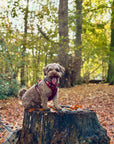 Rugged Rover™ Harness - Berry Red