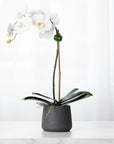 Faux Potted Orchid Plant - White Phalaenopsis Orchid in Black Pot - 21"