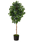 Faux Ficus Tree in Black Planter, 74”