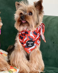 Orange Bats + Ghosts Halloween Dog Bandana 👻