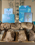 Plant Propagation Gift Set