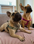 Overglam Ribbon Harness