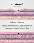 Illuminating Rose-hip, Grape Seed & Avocado Face Oil