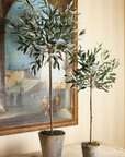 Olive Tree Potted