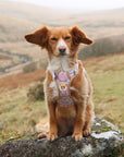Pastel Petals - Dog Collar + ID Tag Holder