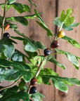 Artificial Silk Fig Tree In Pot
