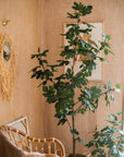 Artificial Silk Fig Tree In Pot