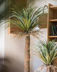 Moroccan Artificial Palm Tree In Pot