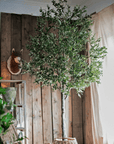 Tall Olive Tree 118"
