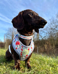 Eden's Orchard - Dog Collar + ID Tag Holder