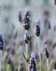 Organic Lavender Essential Oil from Provence