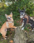Tiny Trails Step In Luxury Leopard Fur Lined Puppy and Small Dog Harness