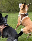 Tiny Trails Step In Luxury Leopard Fur Lined Puppy and Small Dog Harness