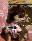 Luxury White Vintage Floral Harness by My Pup and Me