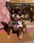 Luxury White Vintage Floral Harness by My Pup and Me