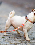 Boho Collection Dog Leash – A style that combines hippie blaze of colors with casual surfers and bohemian originality. by Matteo at www.brixbailey.com
