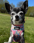 Luxury Blue Meadow Floral Dog Harness for Chihuahuas, Toy Breeds & Puppies