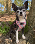 Luxury Blue Meadow Floral Dog Harness for Chihuahuas, Toy Breeds & Puppies