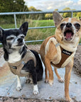 Tiny Trails Step In Soft Touch Suede Effect Faux Fur Lined Puppy and Small Dog Harness Mocha