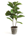 Fiddle Leaf Fig Tree 43"