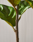 Fiddle Leaf Fig Tree 43"