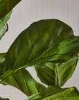 Fiddle Leaf Fig Tree 43"